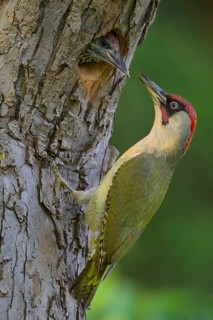 European green woodpecker