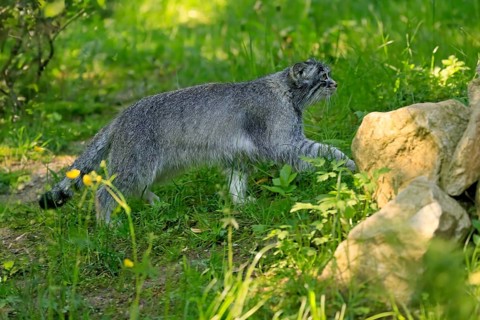 Manul