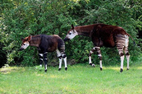 Okapi