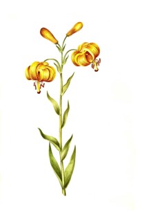 Pyrenean Lily