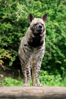 Striped hyena