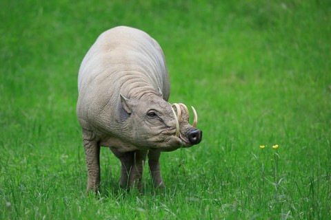 North sulawesi babirusa
