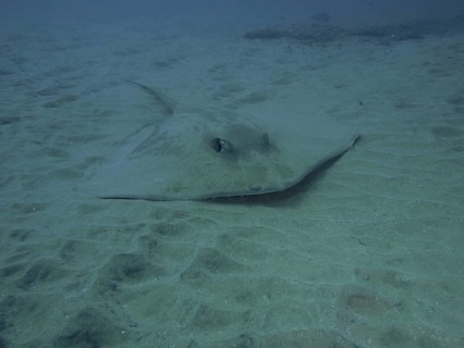 Dragon stingray