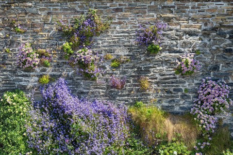 Various colourful flowers growing out of the gaps in a stone wall