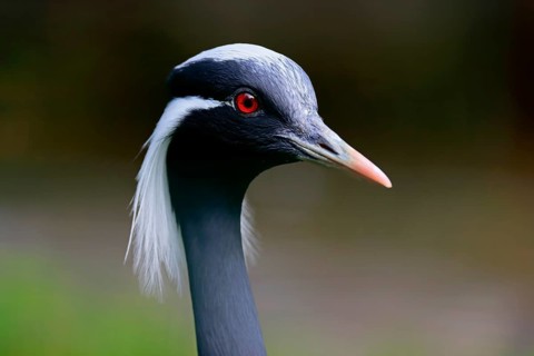 Demoiselle crane