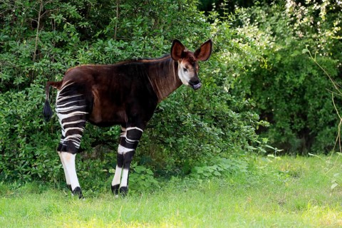 Okapi