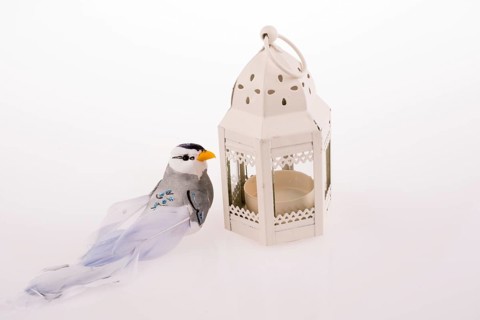 Bird near a red birdcage
