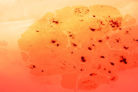 Coffe slowly dissolve in the hot water