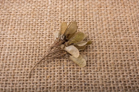 Dry leaf on brown linen canvas background