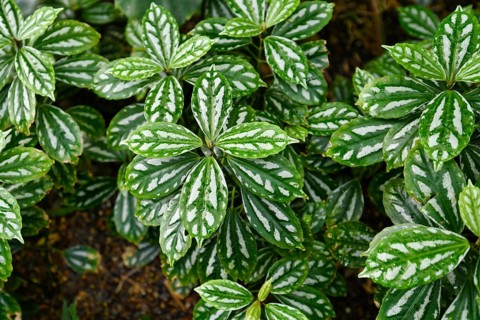 (Pilea) Cadierei', a tropical plant that is also called 'Aluminium Plant' or 'Watermelon Pilea'