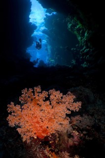 Hemprich's tree coral