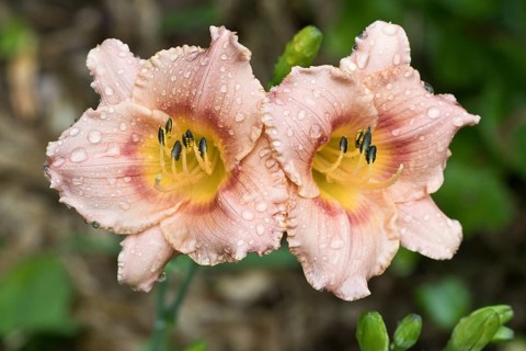 Daylily