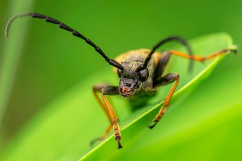 Red longhorn beetle