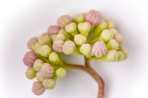 Mountain hydrangea