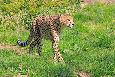 Cheetah