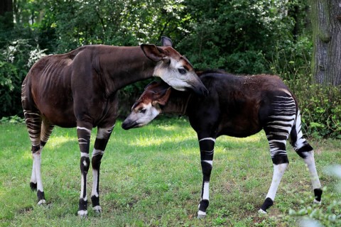 Okapi