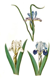 Grass Iris