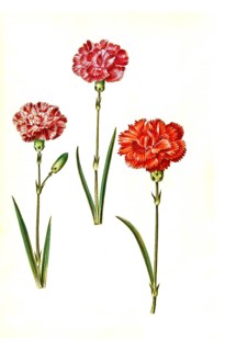Clove pink