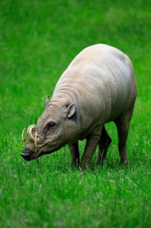 North sulawesi babirusa