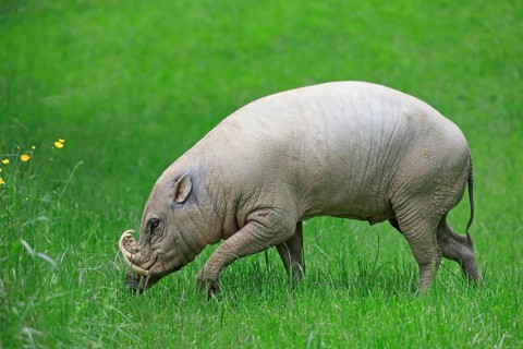 North sulawesi babirusa