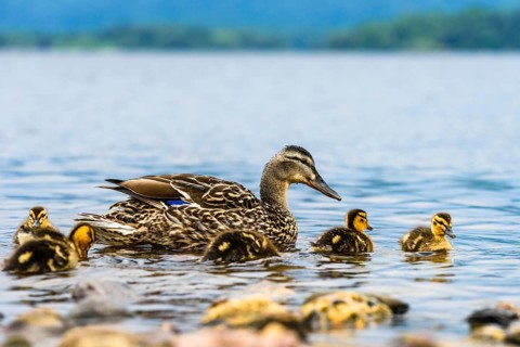 Mallard Duck