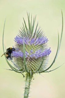 Large earth bumblebee