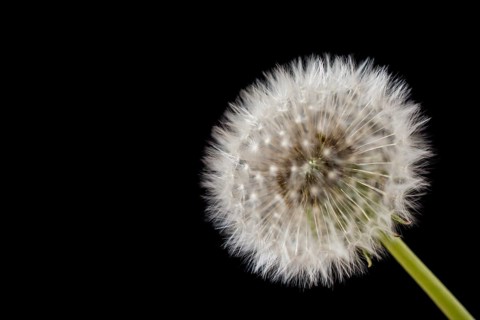 White Dandelion flower on black background
