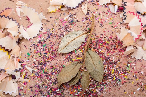 Dry leaves amid color pencil shaving