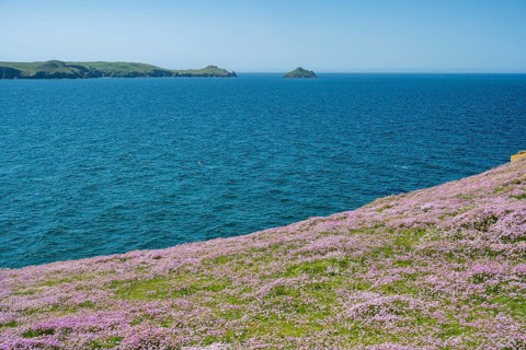 Sea thrift