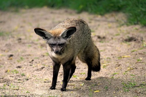 Bat-eared fox