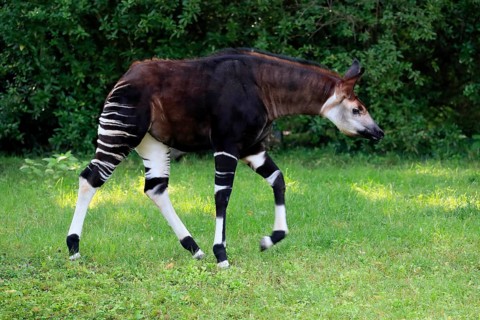 Okapi