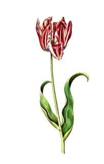 Garden tulip