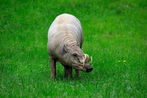 North sulawesi babirusa