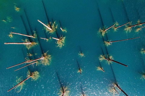 Aerial of the Kaindy lake with its dead trees