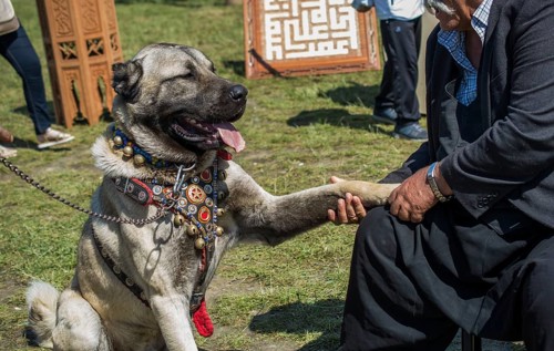 Turkish breed shepherd dog Kangal as livestock guarding dog