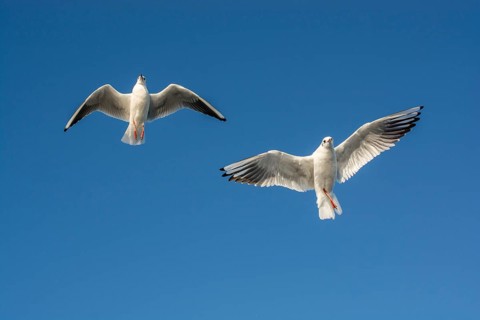 Pair of seagulls flying in the sky background