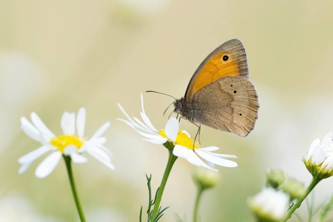 Meadow brown