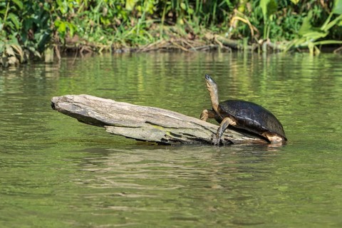 Schwarze Flussschildkroete
