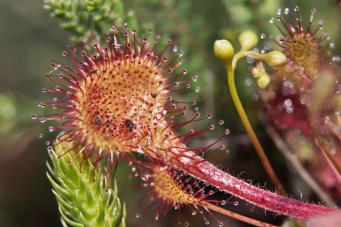 Round-leaved sundew