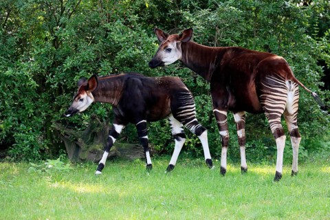 Okapi