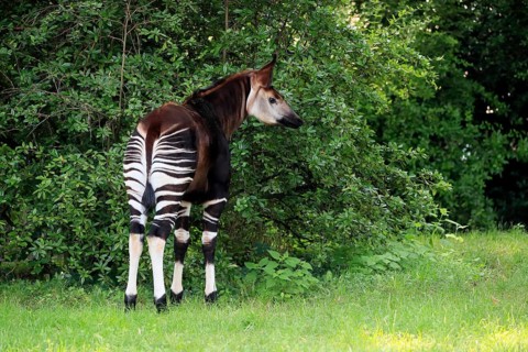 Okapi