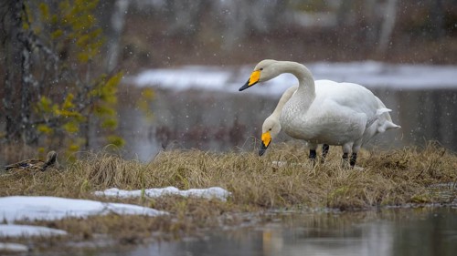 Whooper Swan