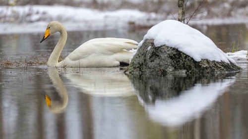 Whooper Swan