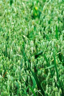 Seed oats