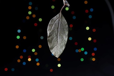 Dry leaf on a bokeh lighton a dark background