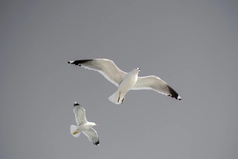 Pair of seagulls flying in the sky background