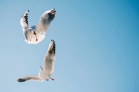 Pair of seagulls flying in blue a sky background