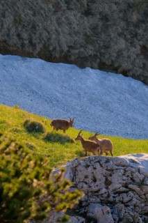 Ibex on a green meadow surrounded by rocky terrain in the warm morning light