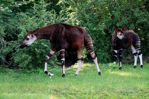 Okapi