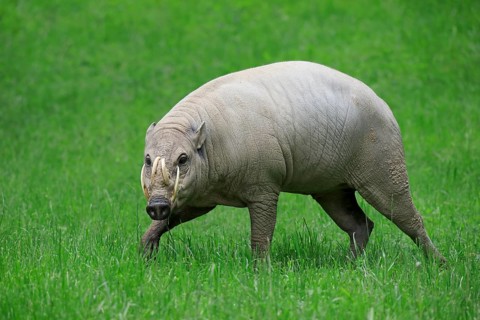 North sulawesi babirusa